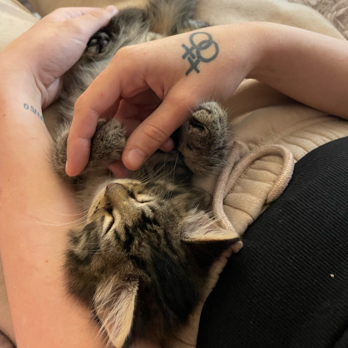 Loving Cat Care While You're Away