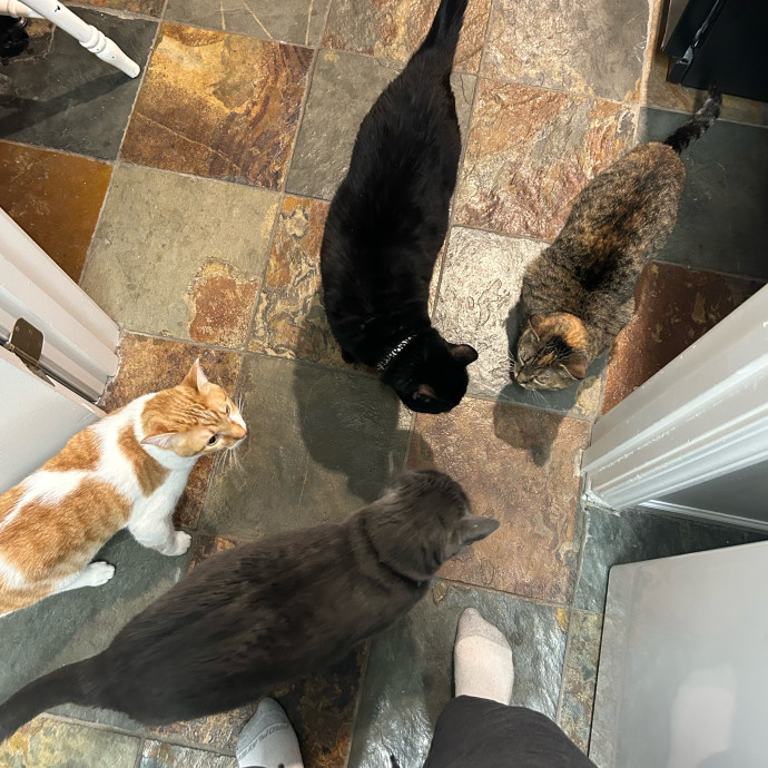 Loving Cat Care While You're Away photo 3