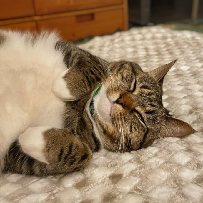 Whisker Watcher Cat Care