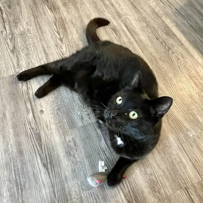 Whisker Watcher Cat Care