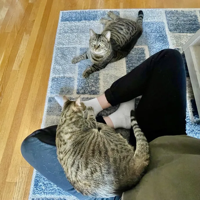 Whisker Watcher Cat Care