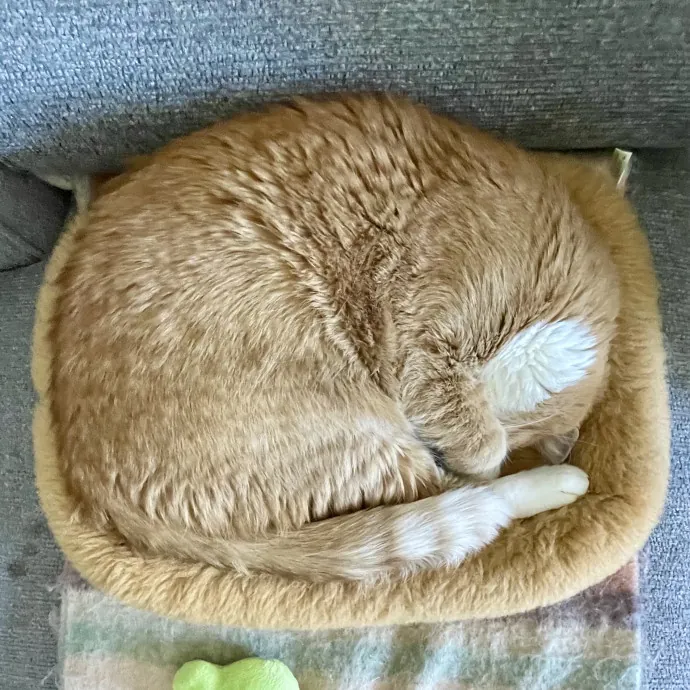 Whisker Watcher Cat Care