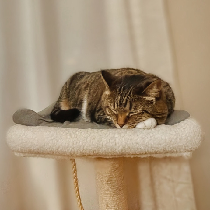 Whisker Watcher Cat Care