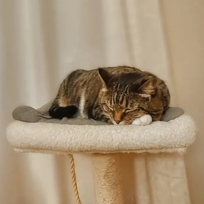 Whisker Watcher Cat Care