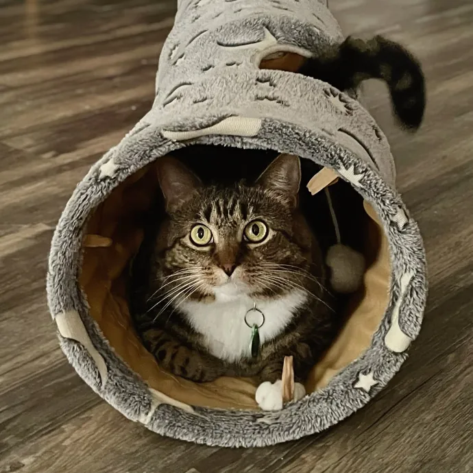 Whisker Watcher Cat Care