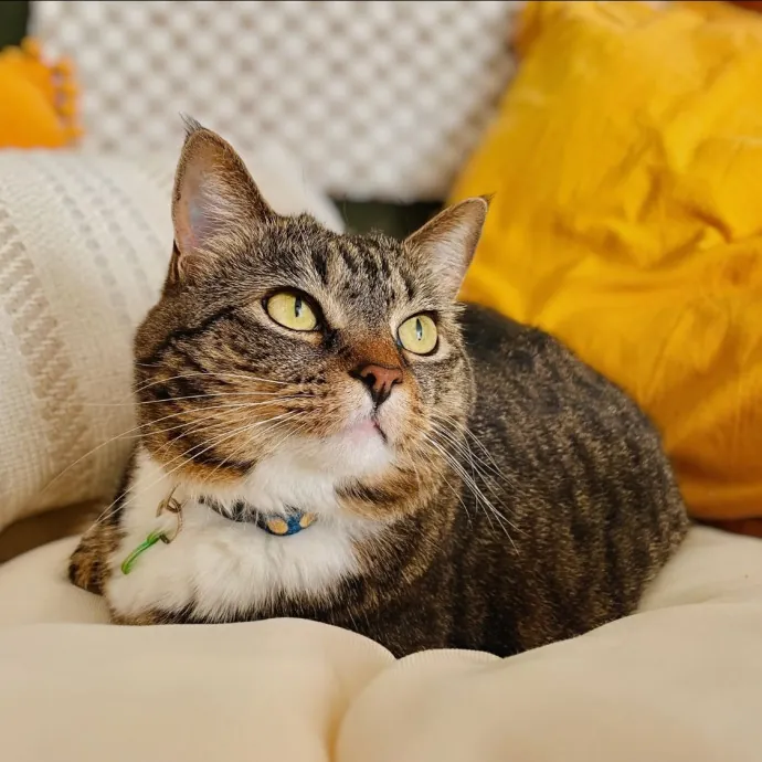 Whisker Watcher Cat Care