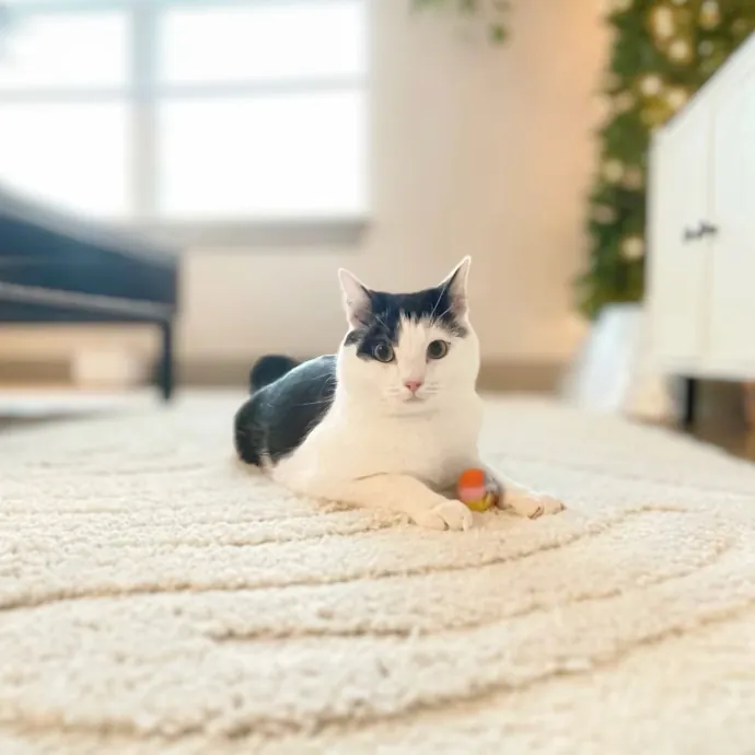 Whisker Watcher Cat Care