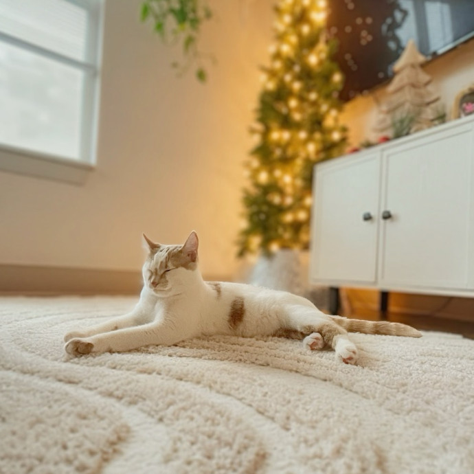 Whisker Watcher Cat Care
