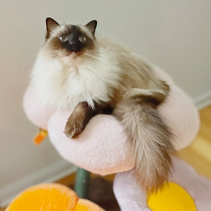 Whisker Watcher Cat Care