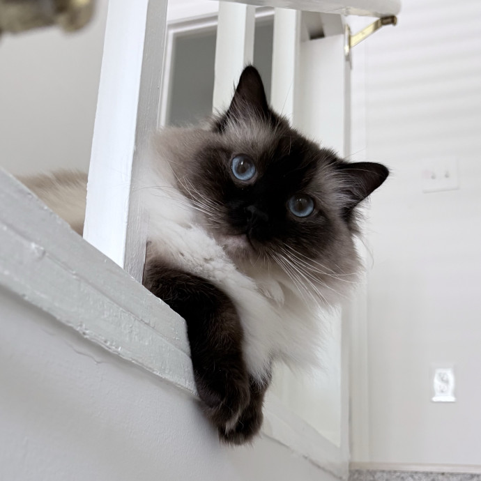 Whisker Watcher Cat Care photo 3