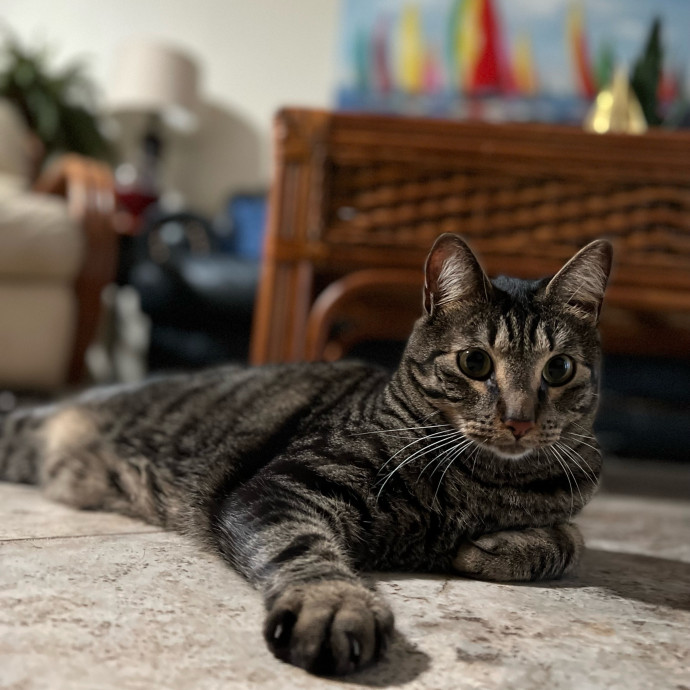 My Grandchild Is A Cat