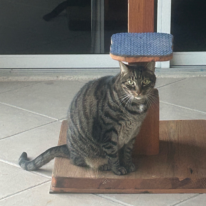 My Grandchild Is A Cat