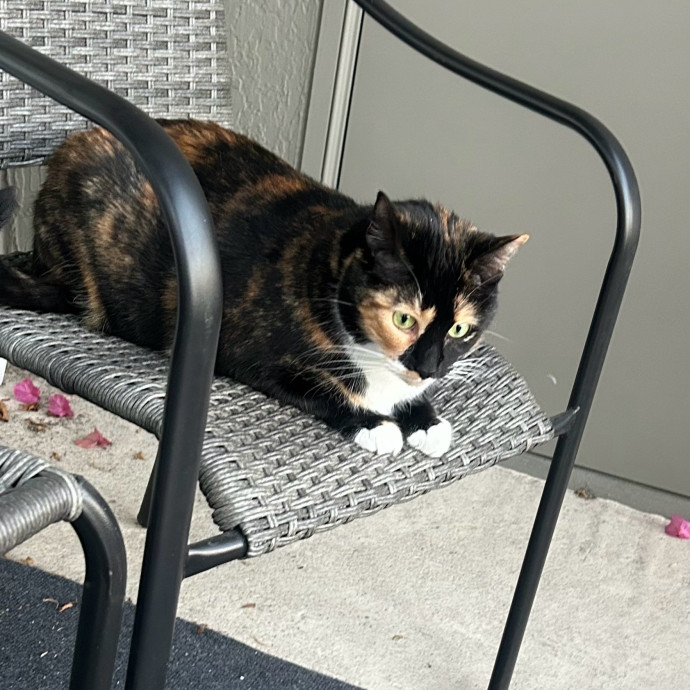 My Grandchild Is A Cat