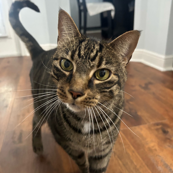 My Grandchild Is A Cat