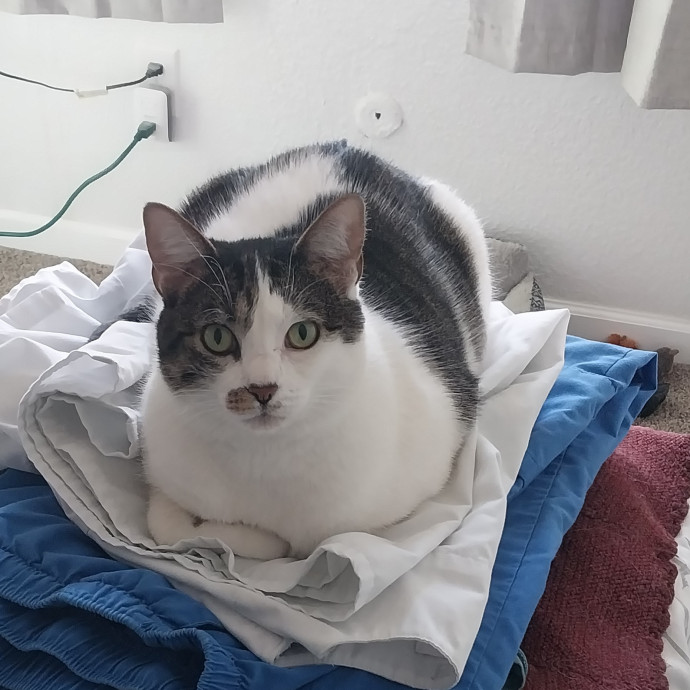 Gregory's Feline Foundation