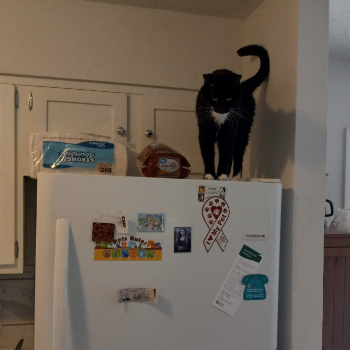 Gregory's Feline Foundation