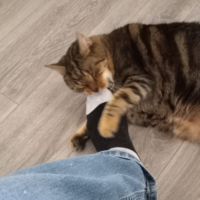 Gregory's Feline Foundation