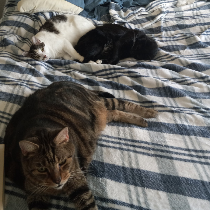 Gregory's Feline Foundation photo 3