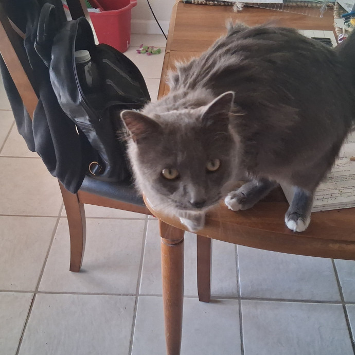 Gregory's Feline Foundation photo 2