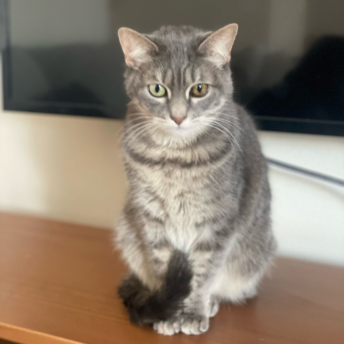 Sittin' For The Kittens