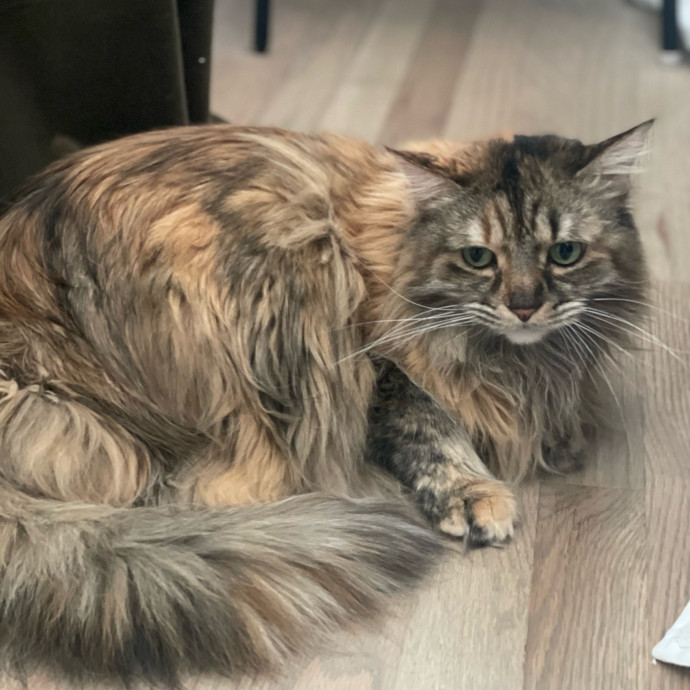 Sittin' For The Kittens