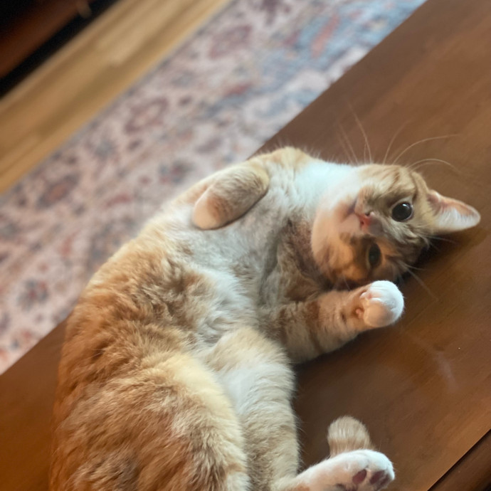 Sittin' For The Kittens