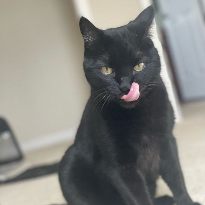 Sittin' For The Kittens
