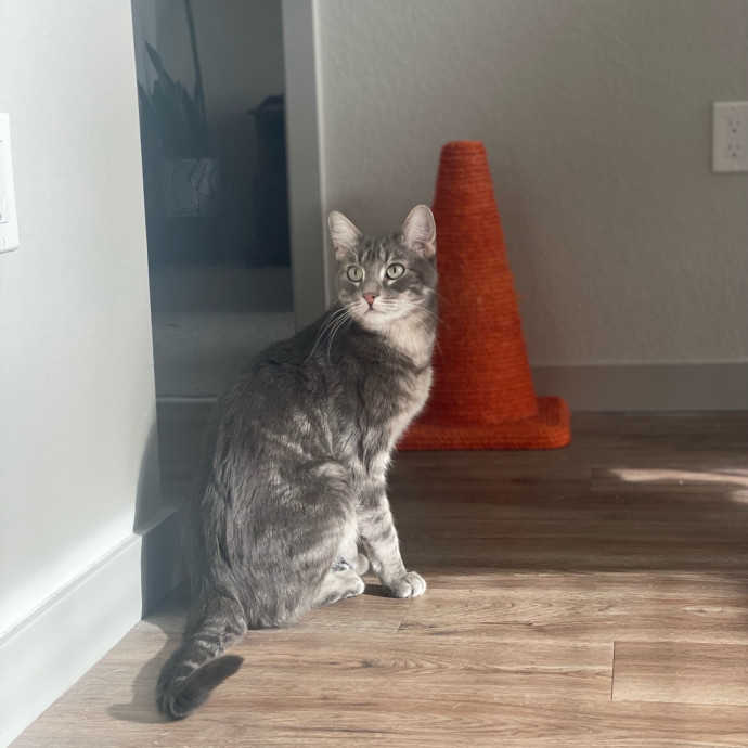 Sittin' For The Kittens