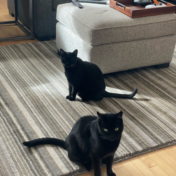 Sittin' For The Kittens