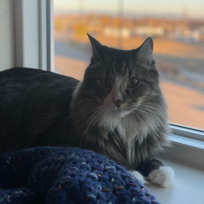 Sittin' For The Kittens
