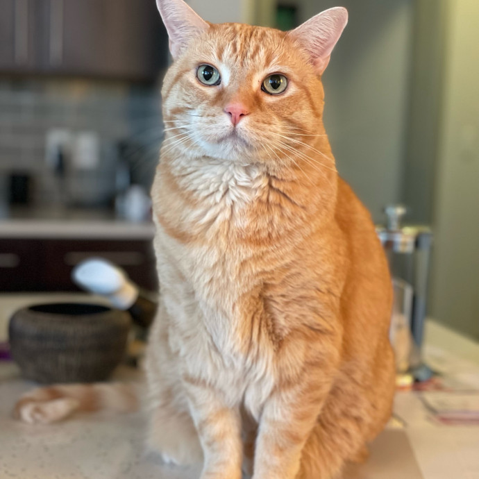 Sittin' For The Kittens