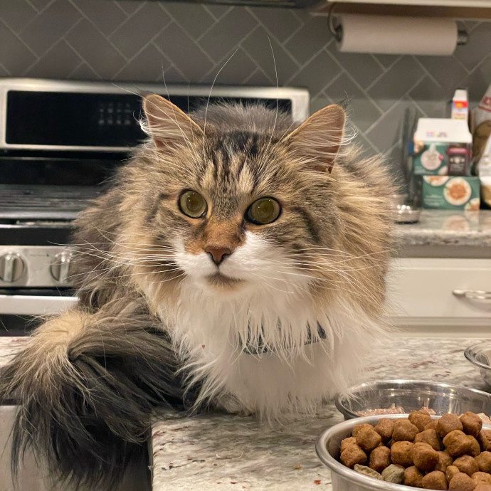 Sittin' For The Kittens