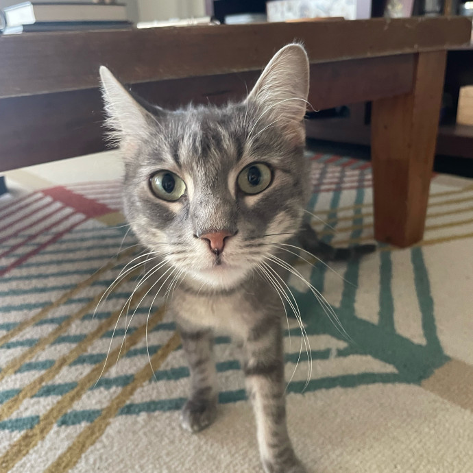 Sittin' For The Kittens