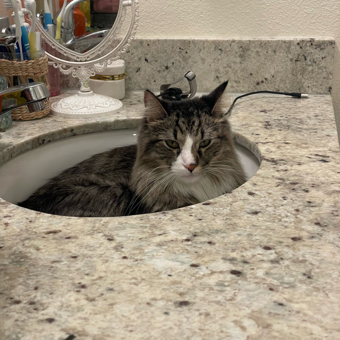 Sittin' For The Kittens