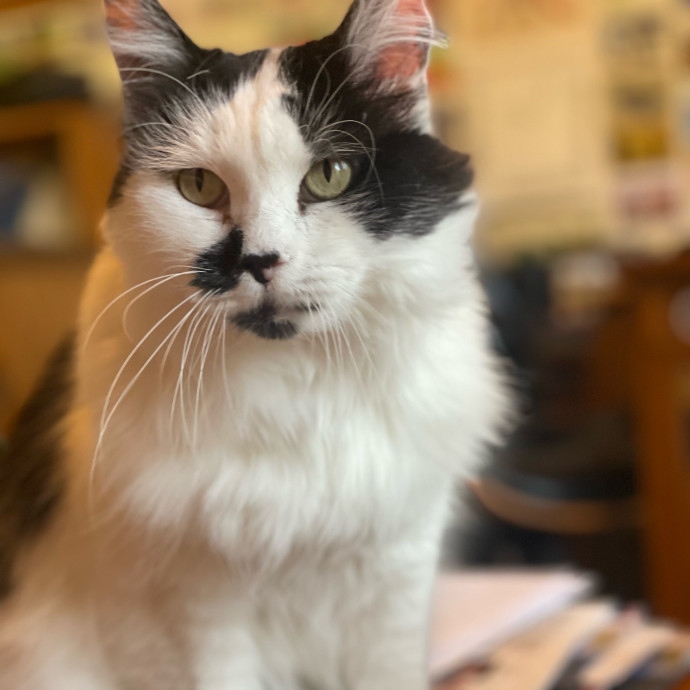 Sittin' For The Kittens