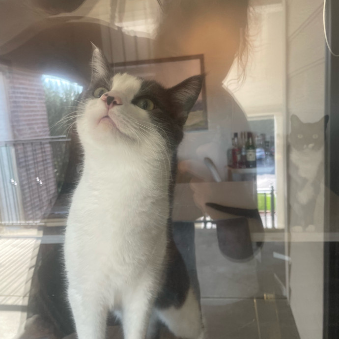 Sittin' For The Kittens
