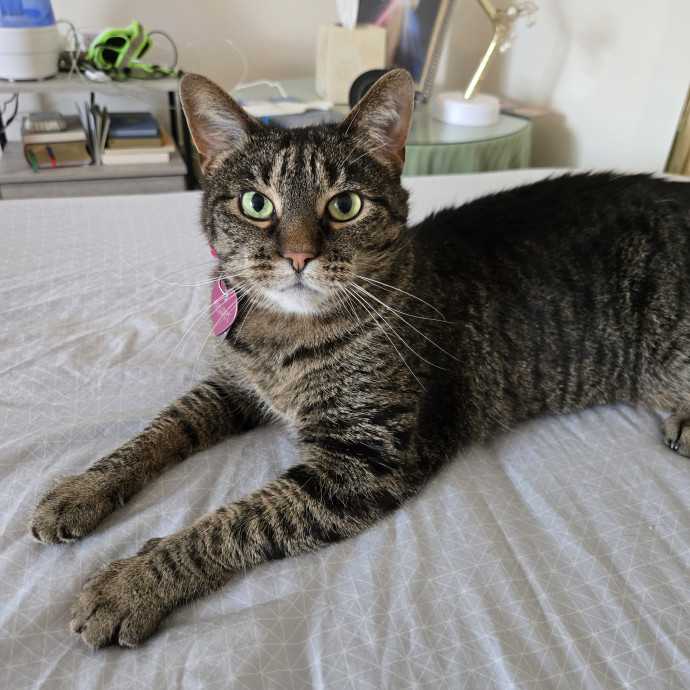 Your Cat's Purr-Fect Companion