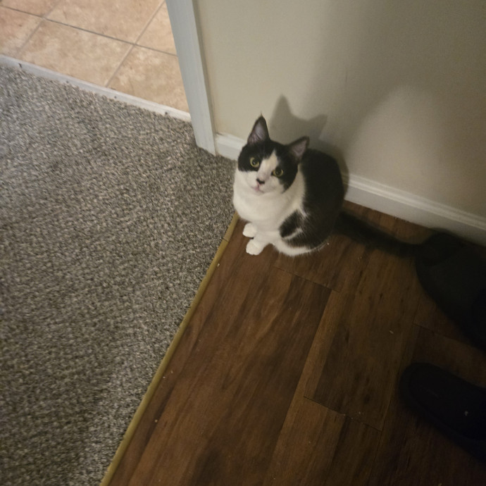 Your Cat's Purr-Fect Companion