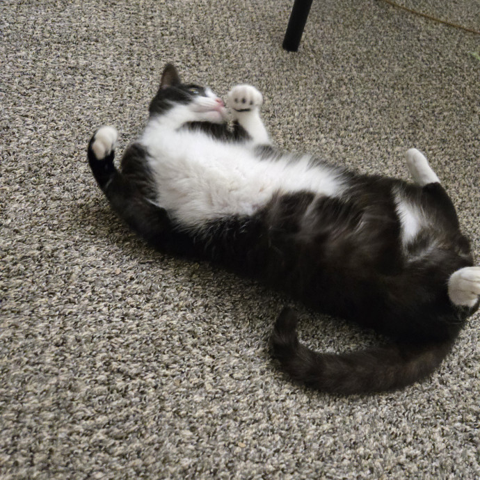 Your Cat's Purr-Fect Companion