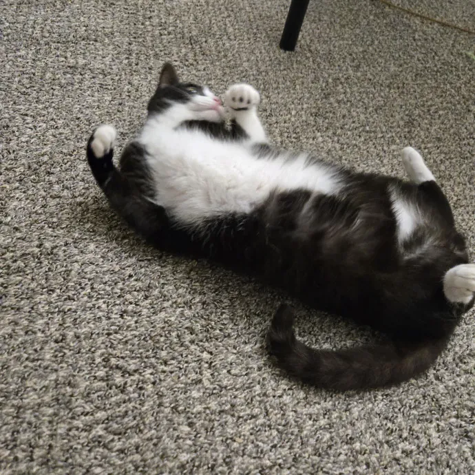Your Cat's Purr-Fect Companion