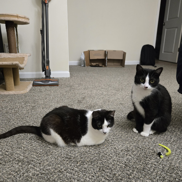 Your Cat's Purr-Fect Companion