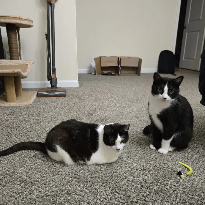 Your Cat's Purr-Fect Companion
