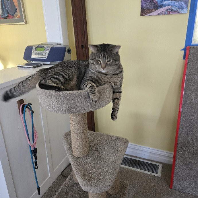 Your Cat's Purr-Fect Companion