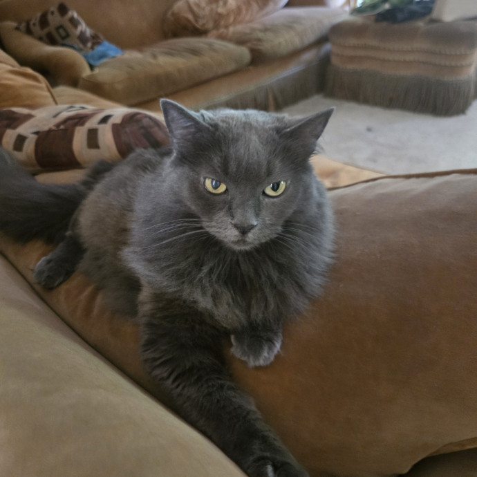 Your Cat's Purr-Fect Companion