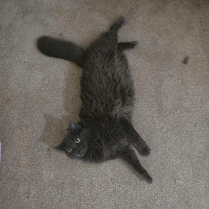 Your Cat's Purr-Fect Companion