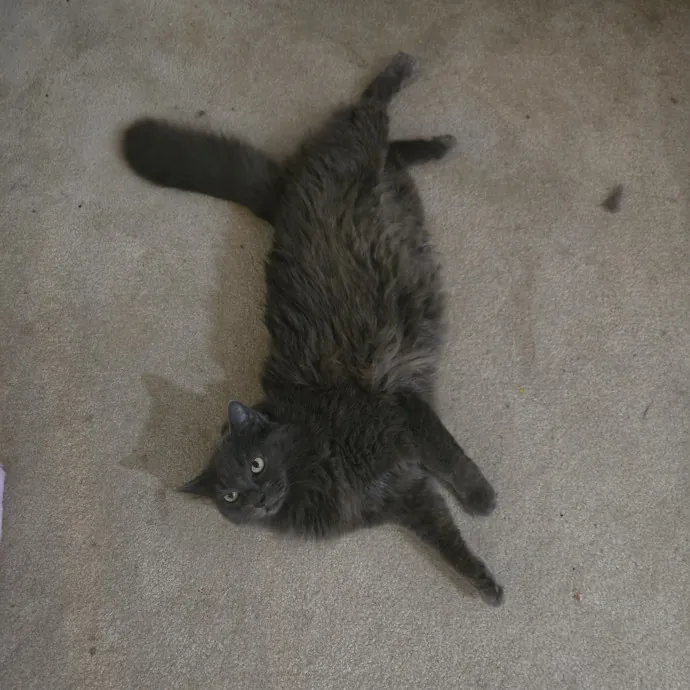 Your Cat's Purr-Fect Companion