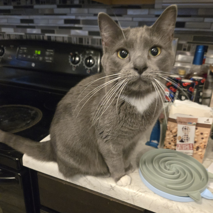 Your Cat's Purr-Fect Companion
