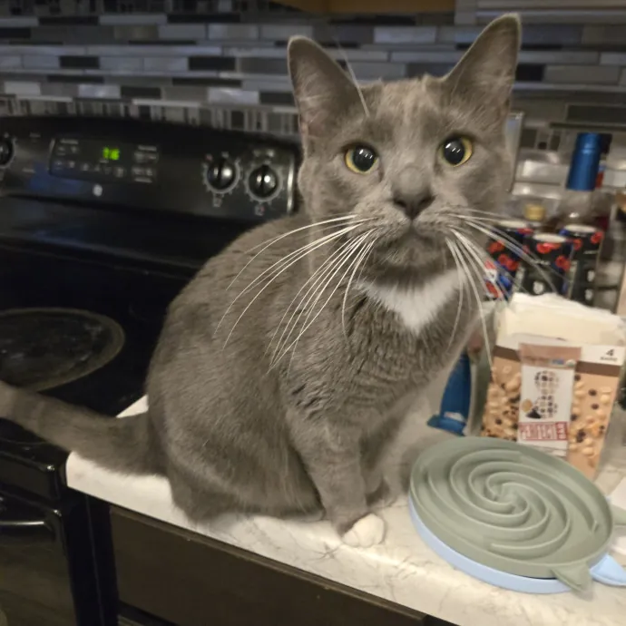 Your Cat's Purr-Fect Companion