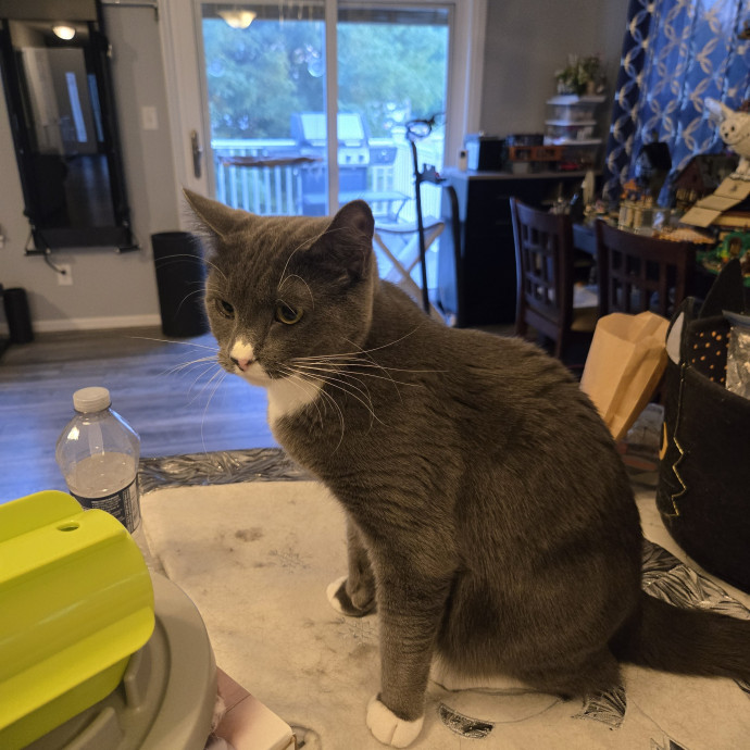 Your Cat's Purr-Fect Companion