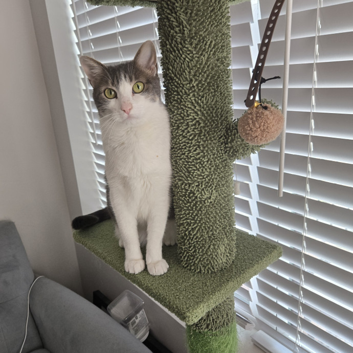 Your Cat's Purr-Fect Companion